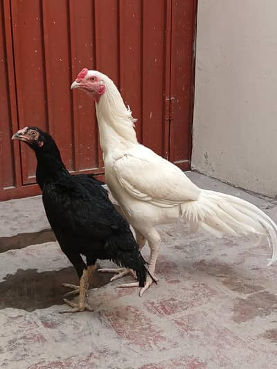 Aseel pair For Sale ha