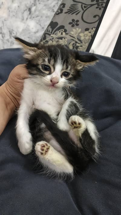 female /1.5 month/black and white /double coated /doll face