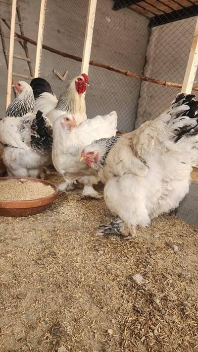 light brhma chicks for sale
