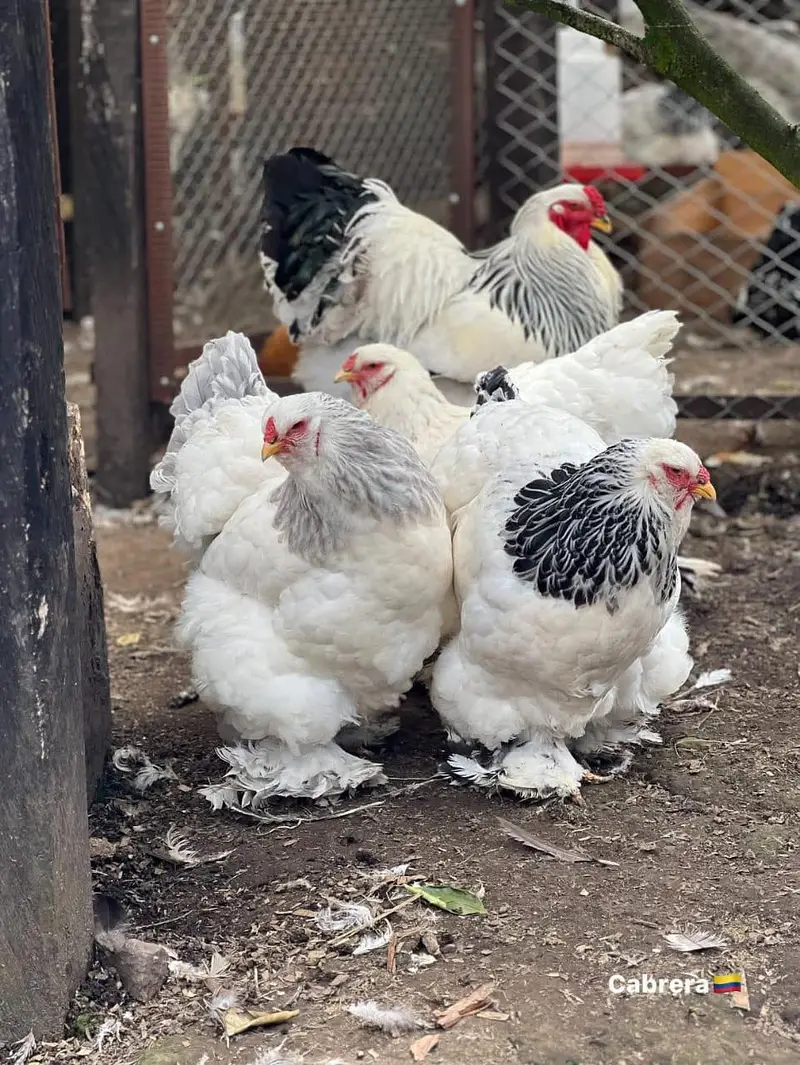 light brhma for sale