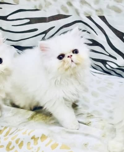 Peke Face Breeder Female with Peke Kittens