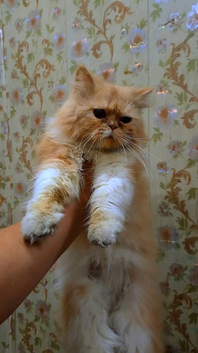 beautiful healthy male kitten triple code