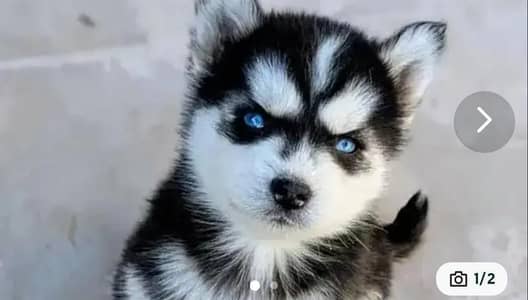 husky puppies 03101/565438