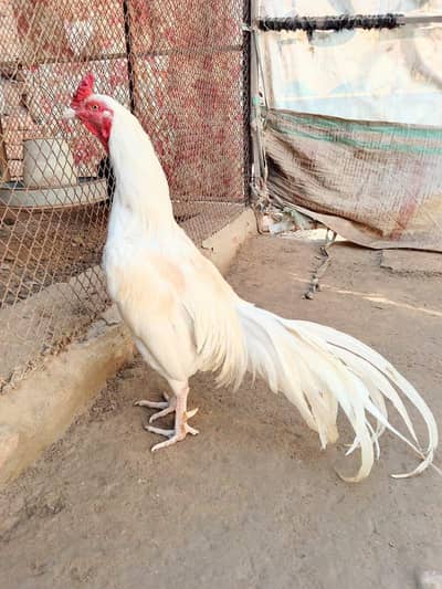 aseel murga mianwali