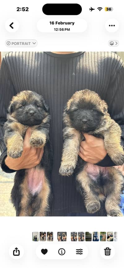 German shepherd/Black/Tan/Pink pedigree/Triple coat/Long Coat/Dog