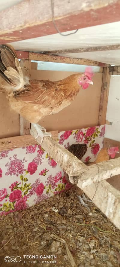 ande wali 3 murgian for urgent sale