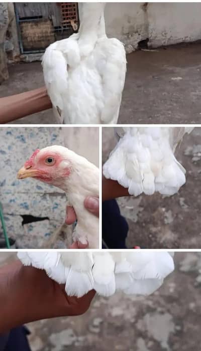 heeri murgi for sale