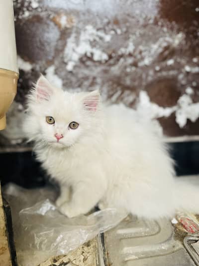 Persian Cat Triple Coated White Color Litter Trend White Color