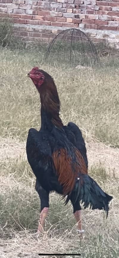 German Shamo eggs only  400