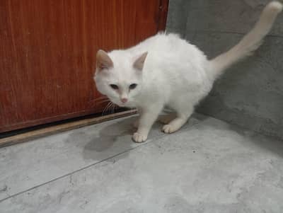 Pair of cat available for adoption