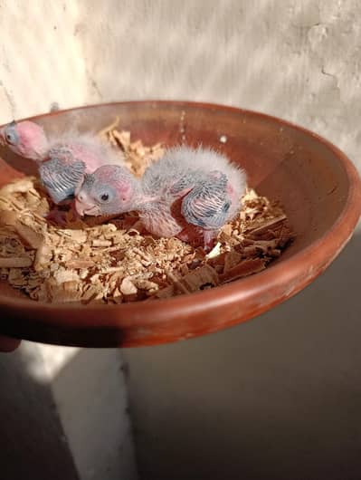 Eno Red eye Cocktail Chick Available For Sale