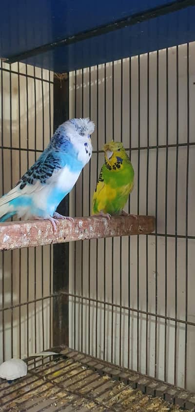 EXHIBITION HOGO WORKING PAIR FOR URGENT SALE AND A HOGOROMO