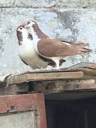 Pigeon pair