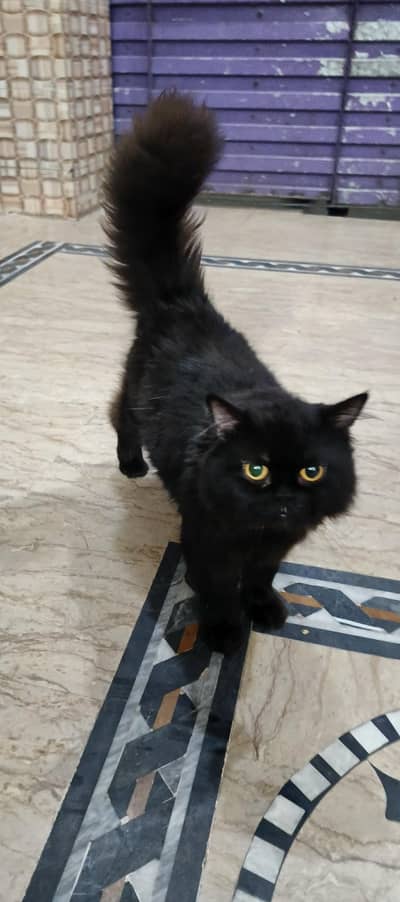 Black Persian Male