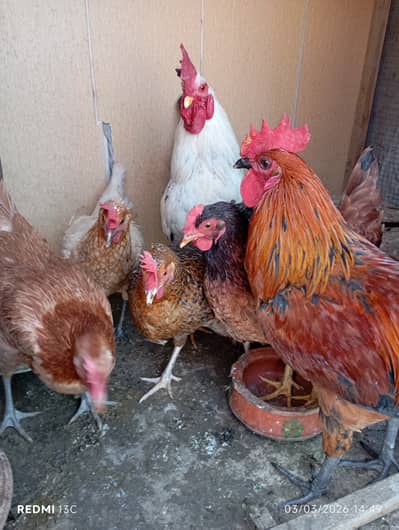 Desi murga or morgiya