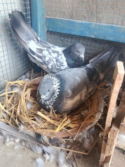 Chenajabdaro ka Jro V I P Jora