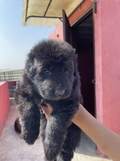German shepherd long coat puppies