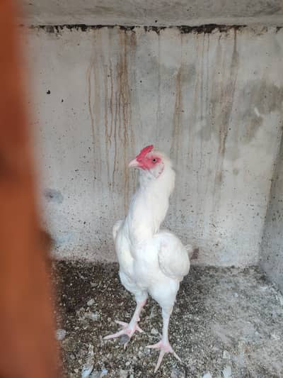 Aseel Heera Male for sale very healthy