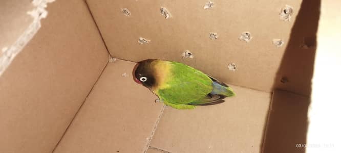 Yellow-collared Lovebird