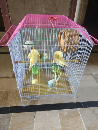 Australian birds red eyes