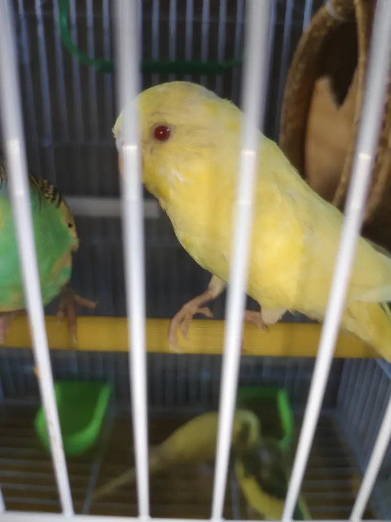 Australian birds red eyes — photo 4