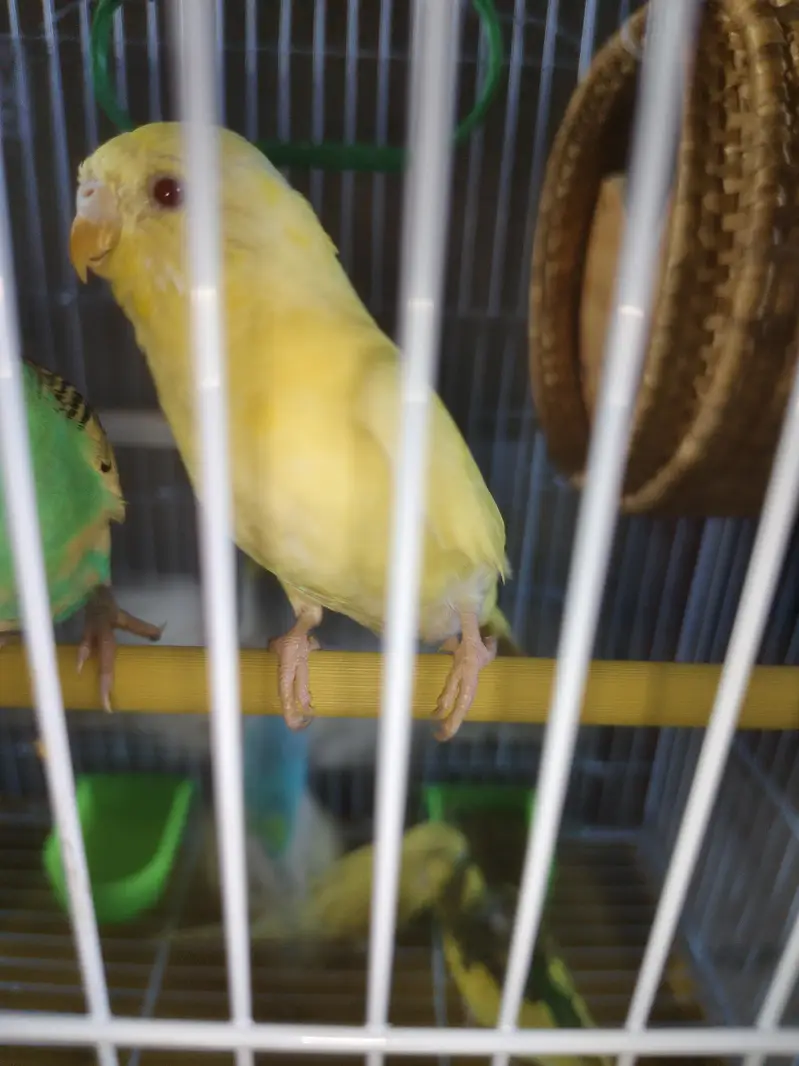 Australian birds red eyes — photo 5