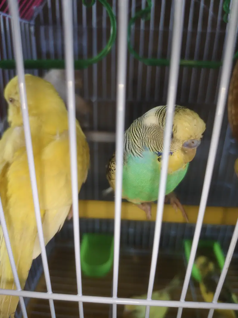 Australian birds red eyes — photo 6