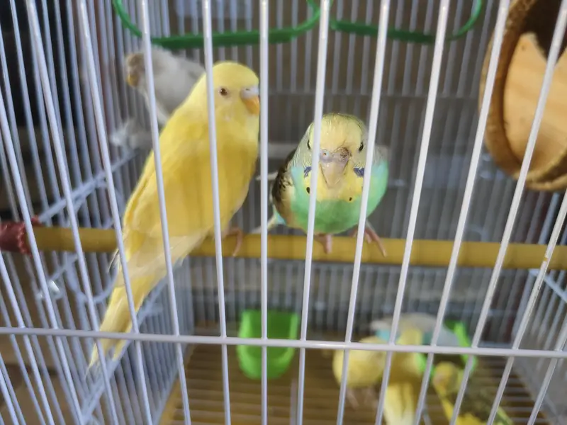 Australian birds red eyes — photo 7