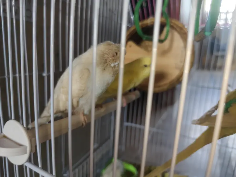 Australian birds red eyes — photo 10