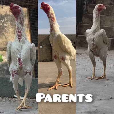 High quality White Shamo chicks