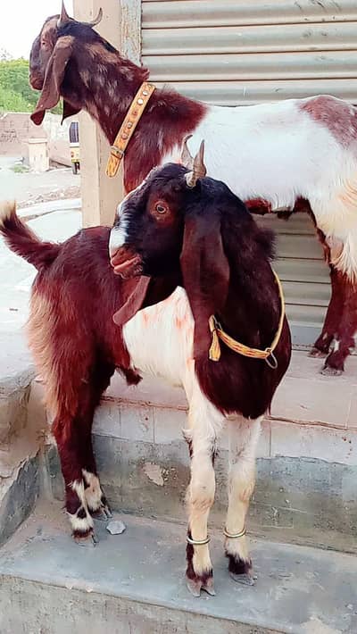 Qurbani k liye Andu Bakra