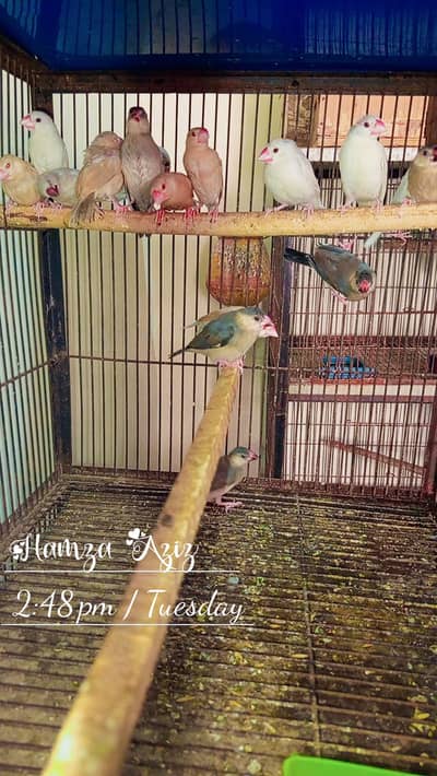 Pathy Available Location Jaranwala O3O669IO563