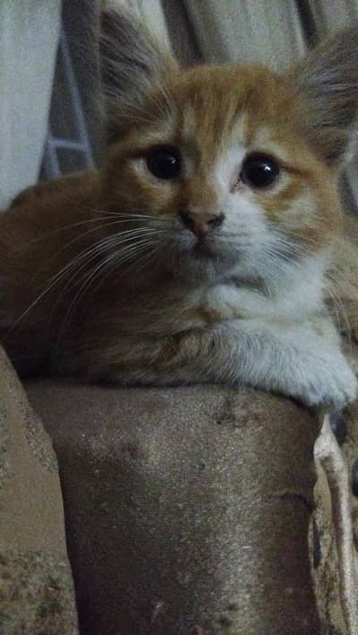 Adorable Orange & White Kitten – Healthy & Playful – Urgent Sale