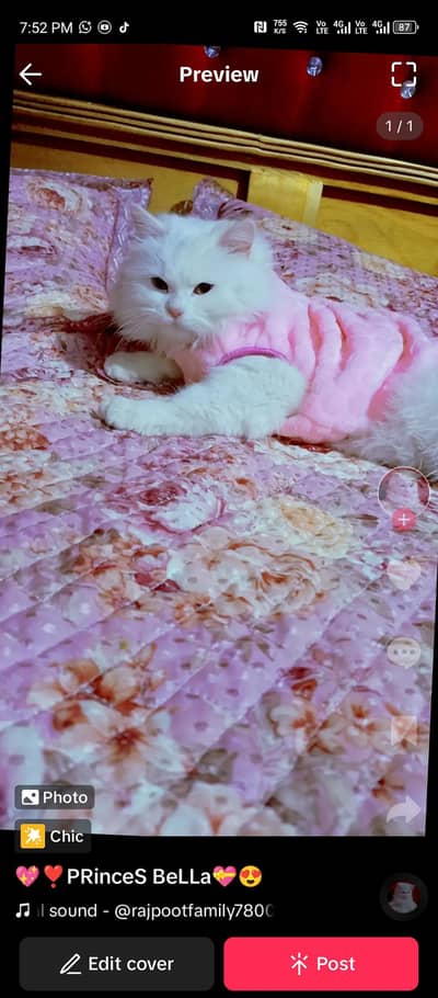 persian odd eys beautiful cat