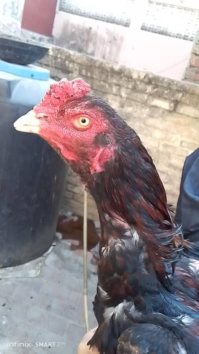 Aseel setup for slae