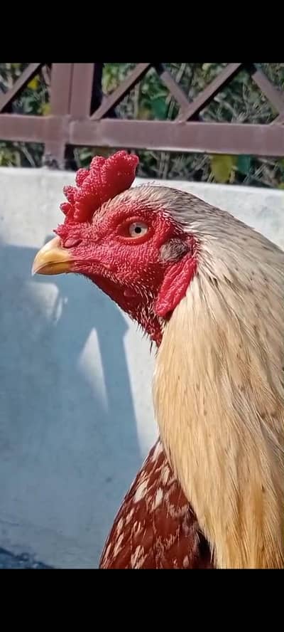 gadra quality phatta