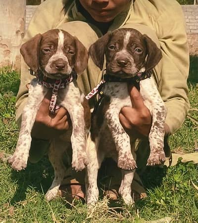 English painter | Pointer puppy | English  Puppy For Sale