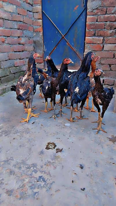 Aseel Thai | Imported Bird male | thai pakoye |aseel bird/Aseel murga