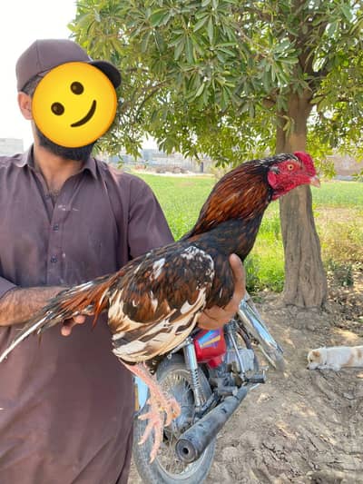 0317.968. 2115 number pa message kro video mill gya gi