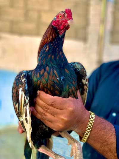 0317.968. 2115 number pa message kro video mill gya gi