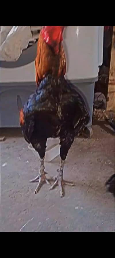 Long Heighted Thai Murga  Healthy and active MashAllah