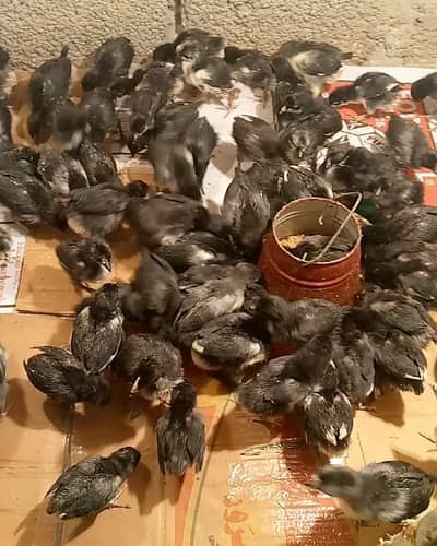 Australorp chicks. 20 days . vaccinated.