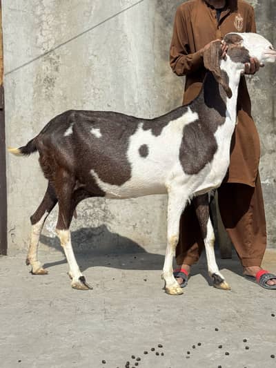 بکری اور دو بچے فار سیل