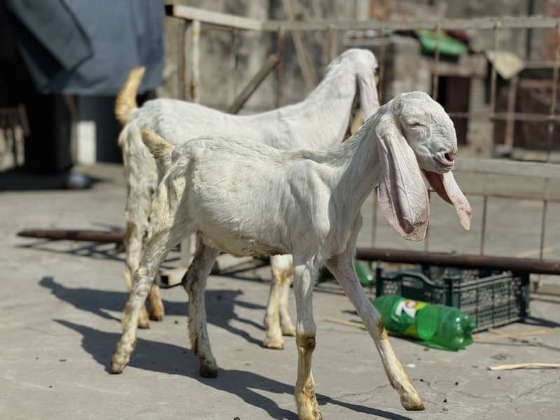 بکری اور دو بچے فار سیل 9