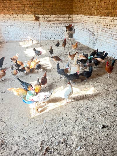 Golden hens for sale