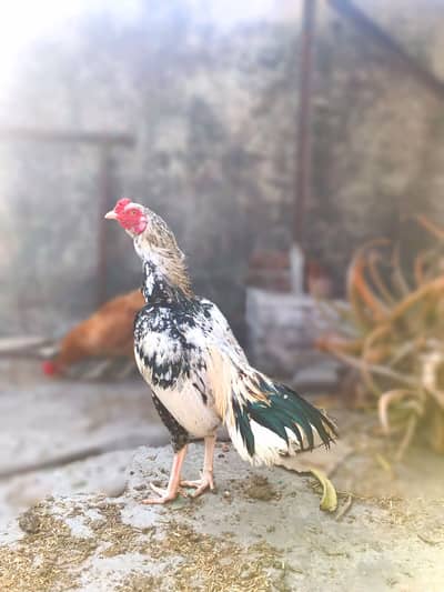 Imported Java Male swing neck