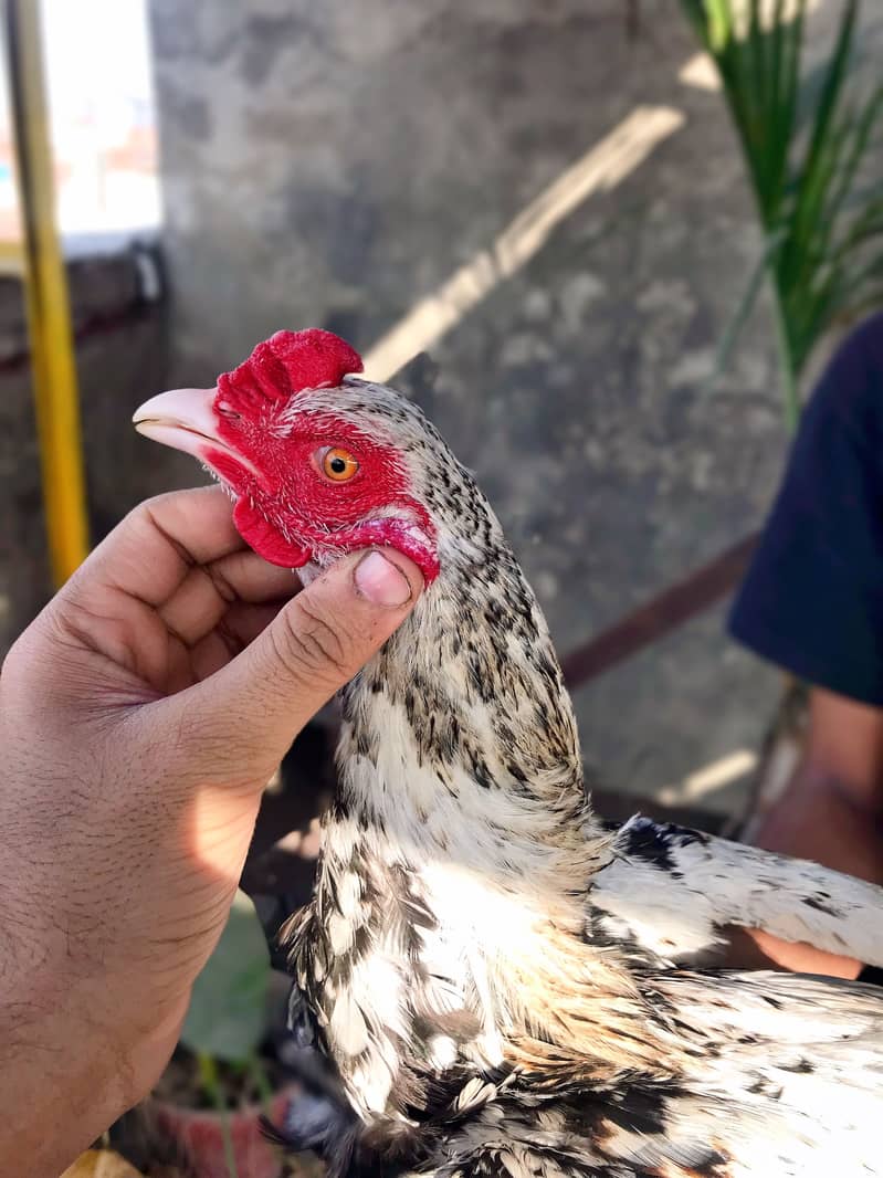 Imported Java Male swing neck 1