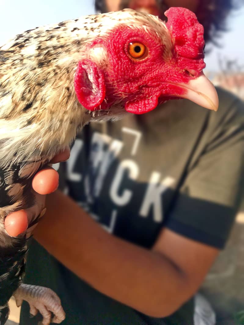 Imported Java Male swing neck 2