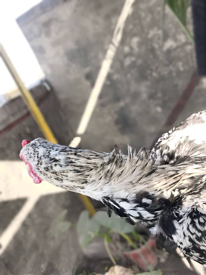 Imported Java Male swing neck 3