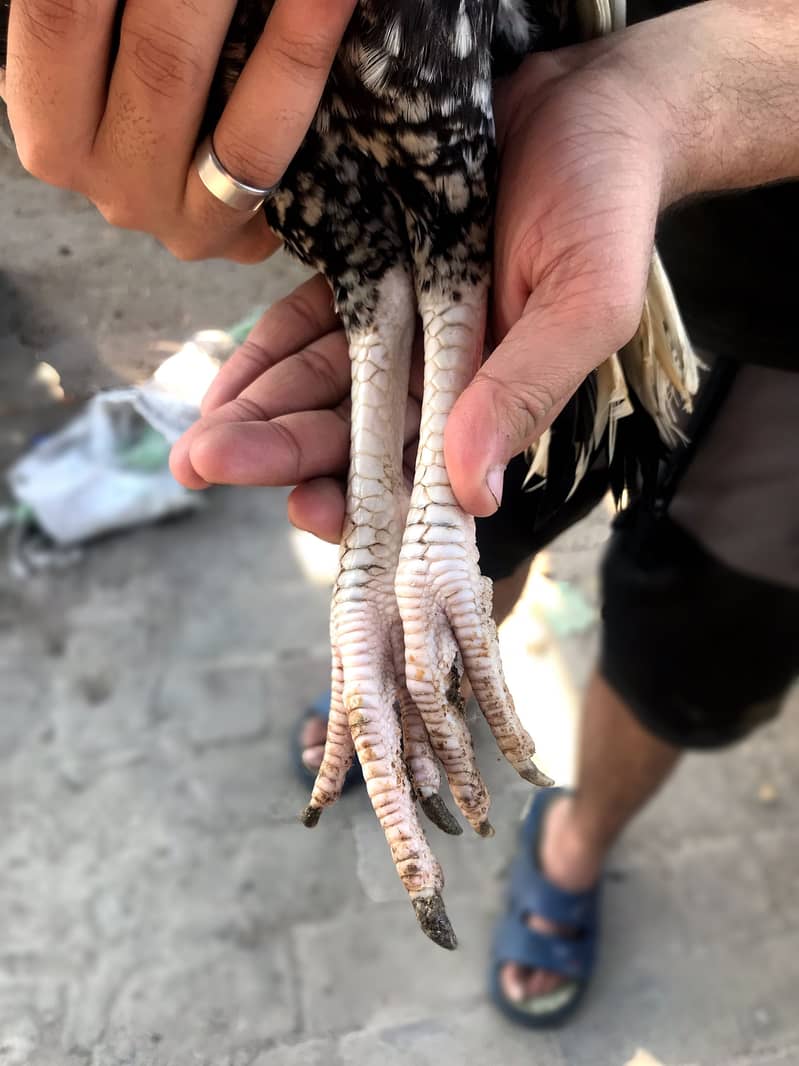 Imported Java Male swing neck 4